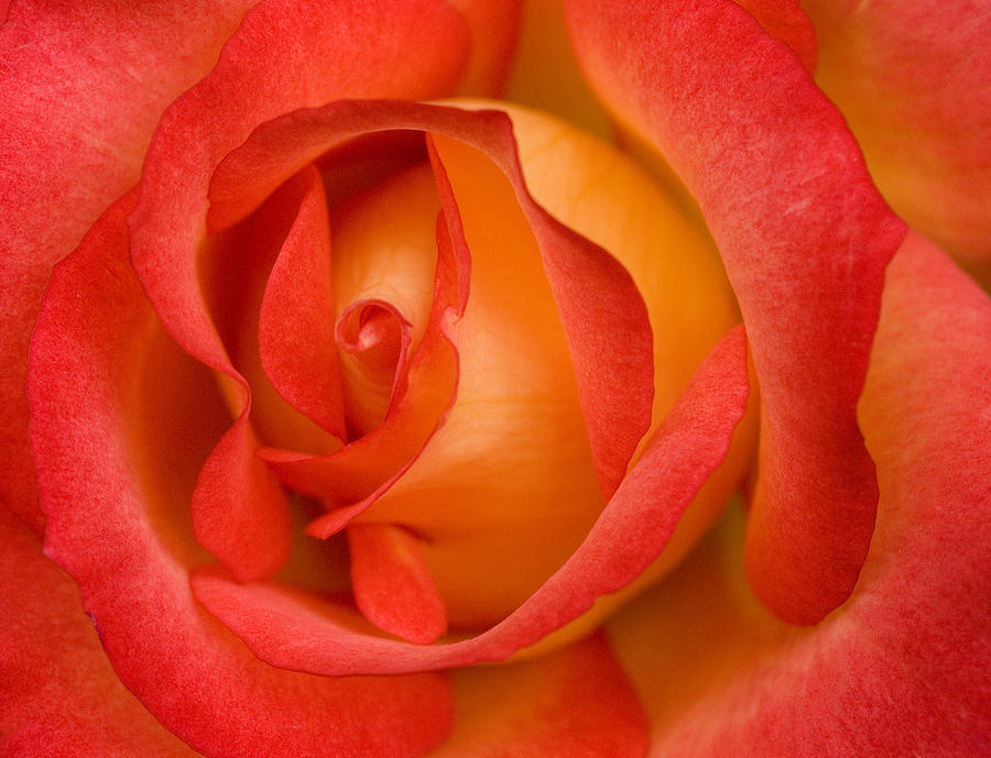 My Garden Rose Photograph by Pat Exum