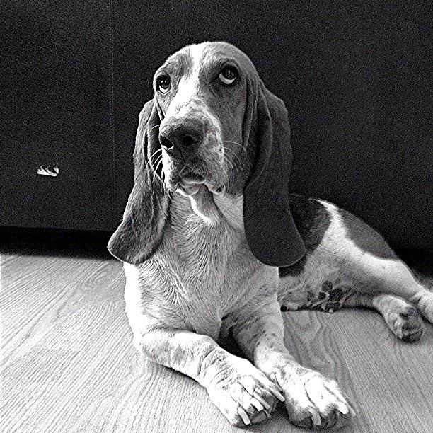 Dog Photograph - My Girl!..#lucy #bassethound #basset by Jim Neeley