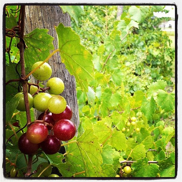 Grape Photograph - My #grapes Are Starting To Ripen! by Adriana Ospina