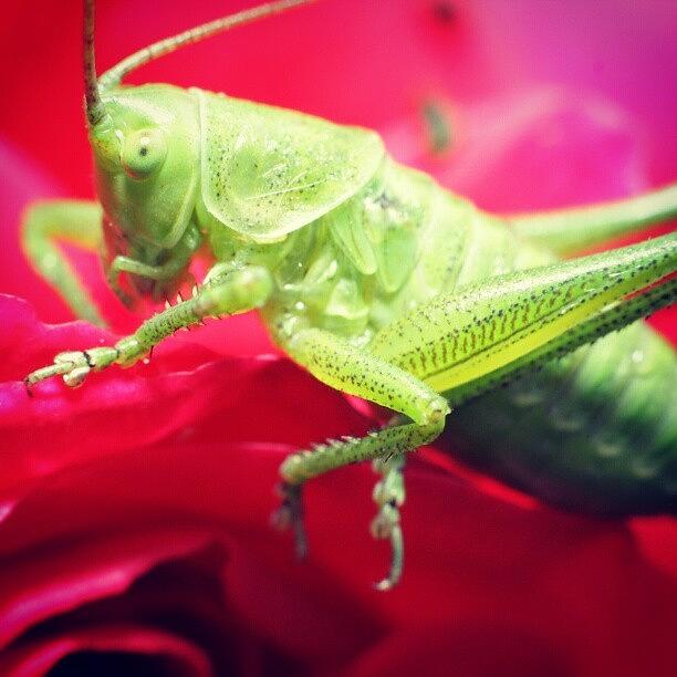 Grasshopper Photograph - My Home of Rose Petals by Maria Venelinova