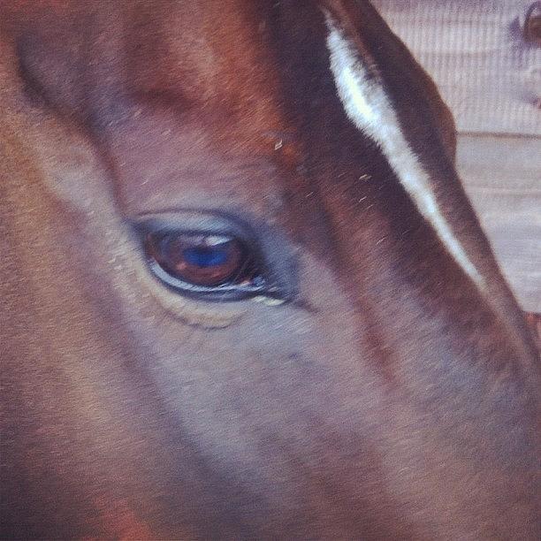 My Horses Eye Photograph by Joanne Hewitt