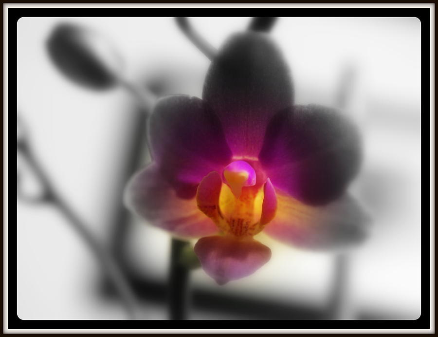 Orchid Digital Art - My Lil Treasure by Teri Schuster