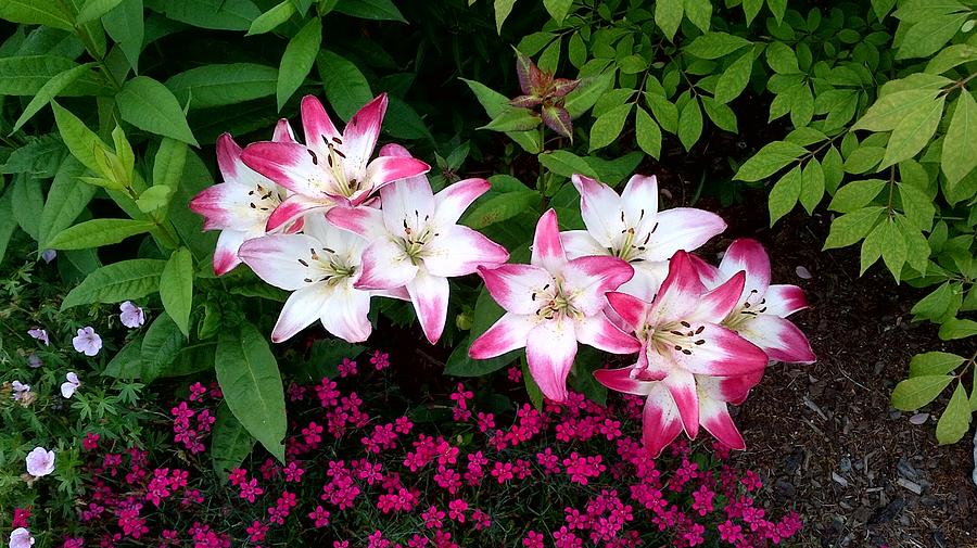 My Lilies Photograph by Patricia Hiltz