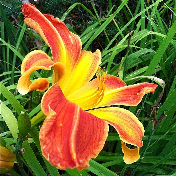 My Lily Is A Tiger Vibrant,bold And Photograph by Judith Kenyon