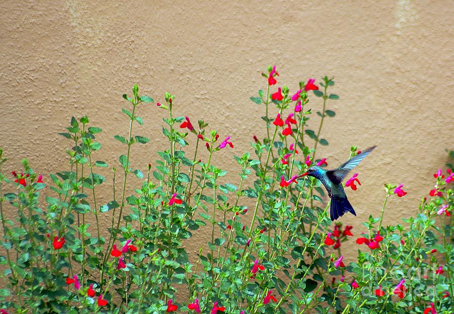 My Little Hummingbird Photograph by John  Kolenberg