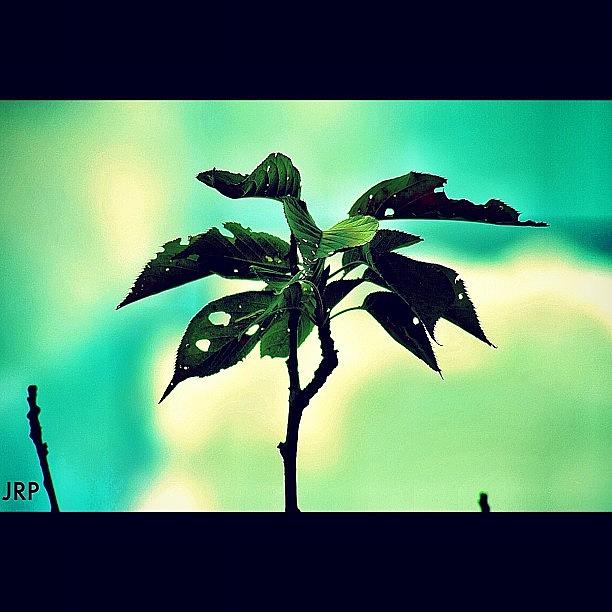 Beautiful Photograph - My Little Leaf Flower Close Up by Julianna Rivera-Perruccio