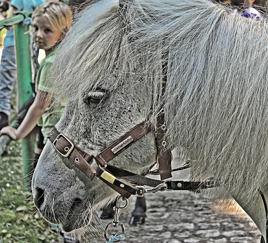 My Little Pony dream Photograph by Lauren Serene