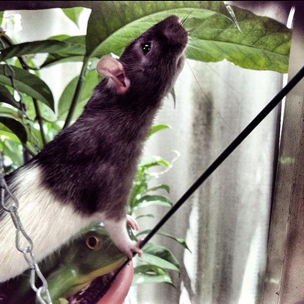Rat Photograph - My Little Ratty #rat #rats #ilovemyrat by Tiara Belle