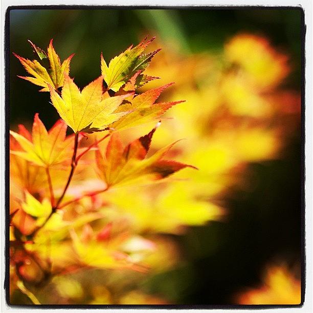 My Mom Collects Japanese Maples... This Photograph by Kevin Smith