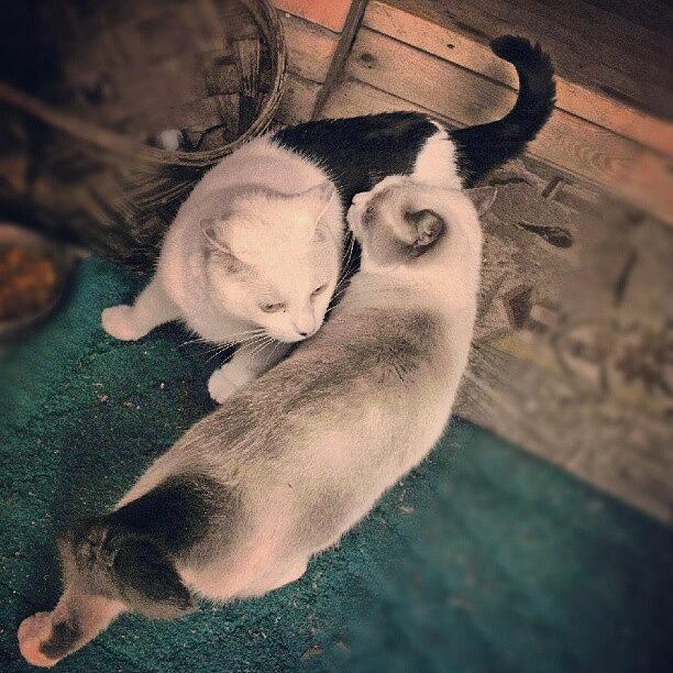 Cat Photograph - My Moms #cats ... #cat #white #black by Linandara Linandara