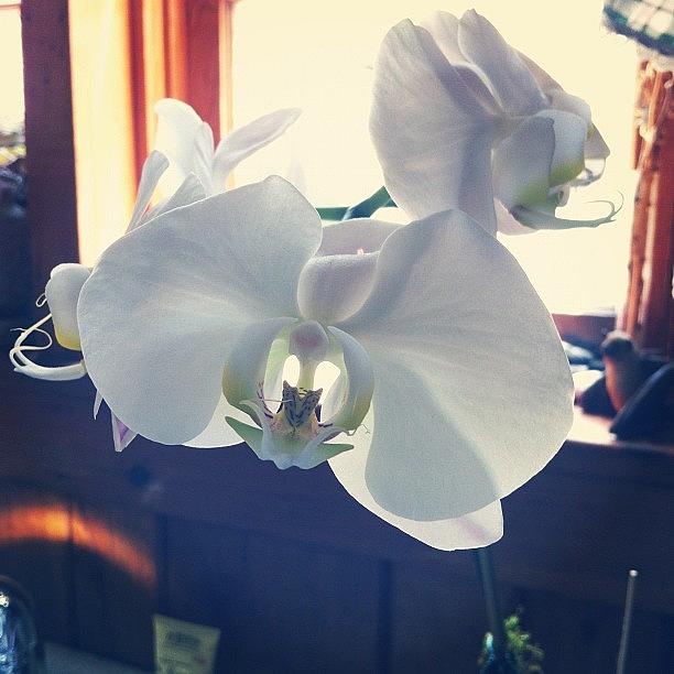 My Moms Mothers Day Orchids Are In Photograph by Enne Face