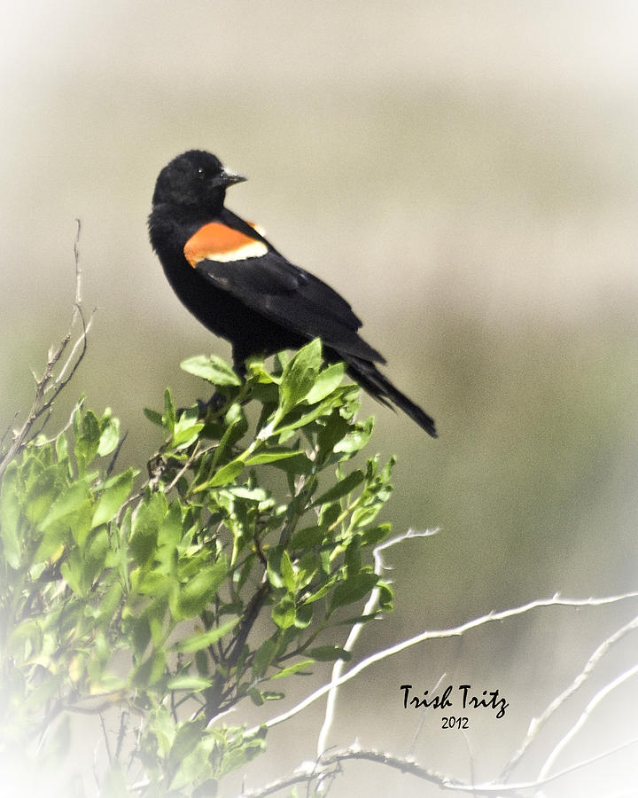 Bird Photograph - My Morning Friend by Trish Tritz