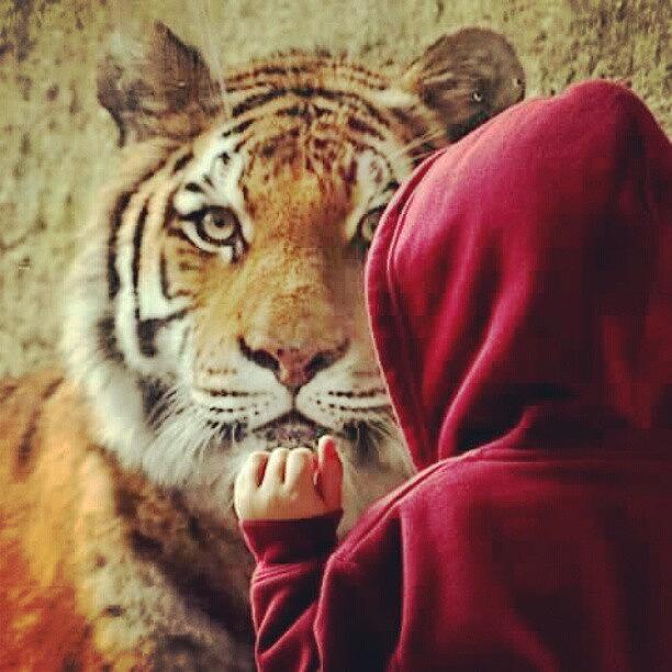 Tiger Photograph - My Nephew The Tiger Whisperer #tiger by Melissa Lutes
