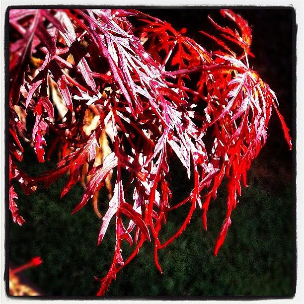 My Newly Planted Japanese Maple Photograph by Margie P
