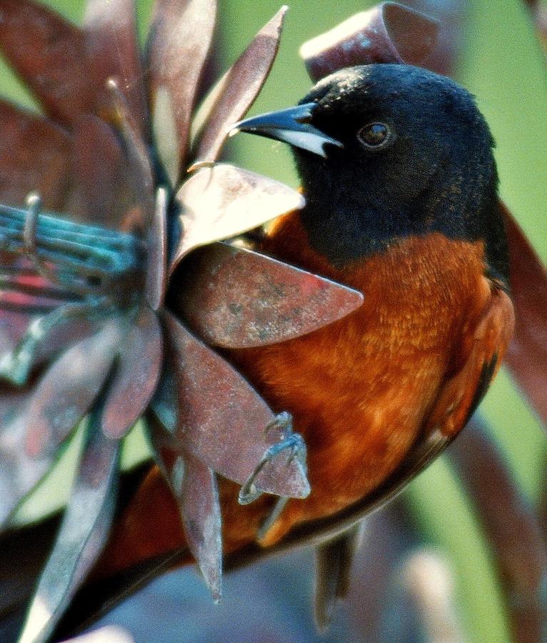 Bird Photograph - My Orange Taniger by Karen Wiles