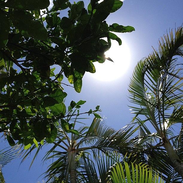 Nature Photograph - My Orange Tree;) #hawaii #tree #sunny by Eri B