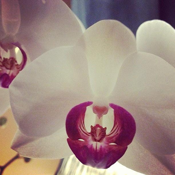 Orchids Photograph - My #orchids From My Kids Are Still by Cheri Karafa