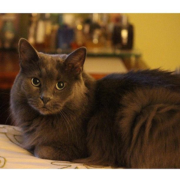 Animal Photograph - My Patient Subject. #canon #t4i #cat by Elza Hayen Animal Photograph - My Patient Subject. #canon #t4i #cat by Elza Hayen