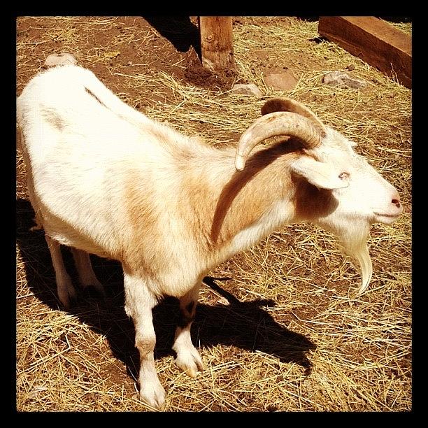 Goat Photograph - My Pet #goat by Bruce Carlisle
