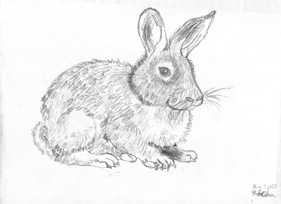 Пенал заяц карандаш воробей. Заяц карандашом. Рисунок зайца карандашом для срисовки. Нарисовать кролика карандашом. Рисунок зайца 5 класс.