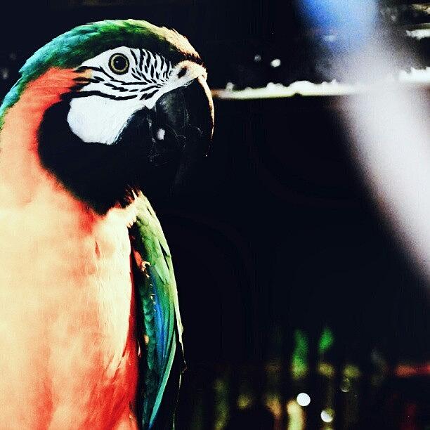 Parrot Photograph - My Photogenic Friend. 
#nature #birds by Chevis Dilbert