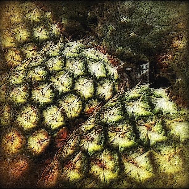 Fruit Photograph - my Pineapple Reedit Photo Turned by Carrie Mroczkowski