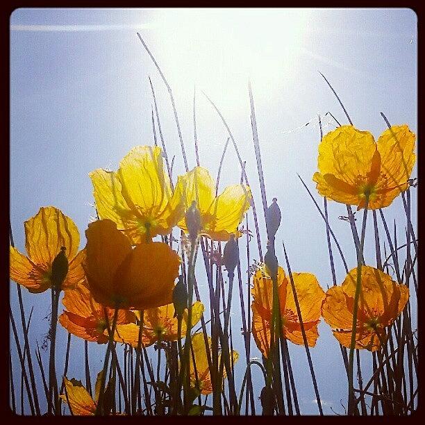Summer Photograph - My #poppies Are Looking At The #sun by Linandara Linandara