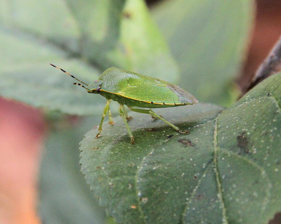 My Pretty Green Stink Bug Photograph By Doris Potter 