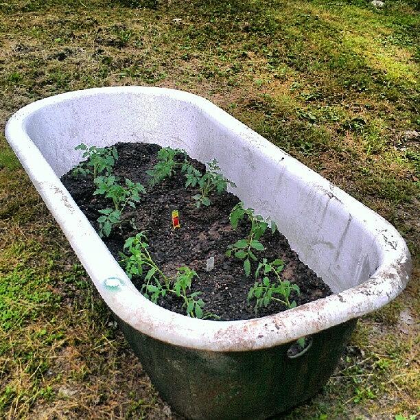 My Redneck Tomato Garden (yes, Its An Photograph by Tosha Daugherty
