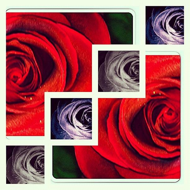 Pen Photograph - My Rose Collage Of Red , Violet And by Alicia Greene