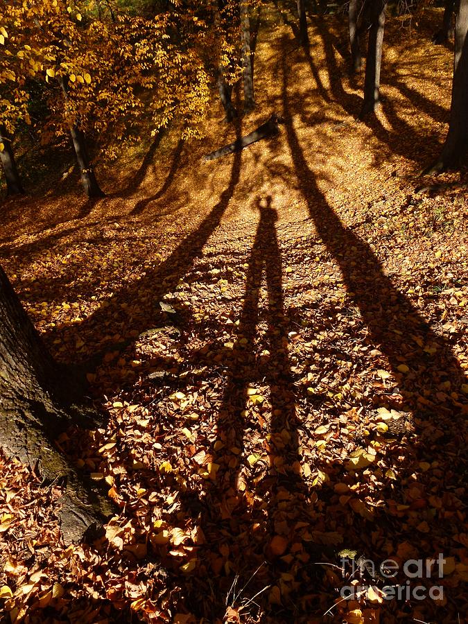 Fall Photograph - My Shadow in the Forest by Amalia Suruceanu
