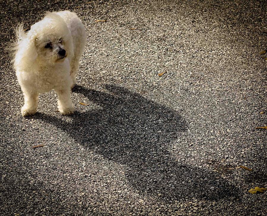 My Shadow Photograph by Patrice Zinck