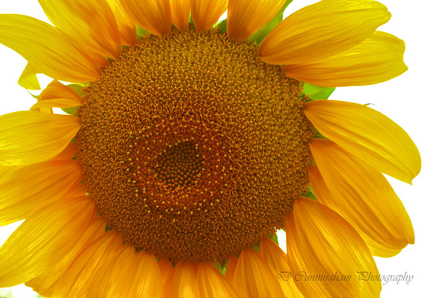 My Sunflower Photograph by Dorothy Cunningham
