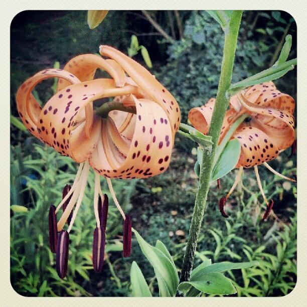 Flower Photograph - My Tiger Lilies Bloomed After The #rain by Melissa Lutes