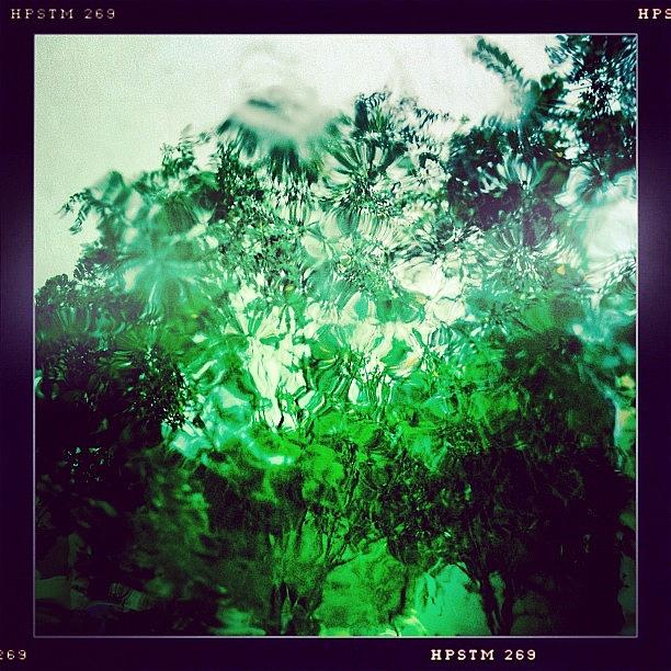 Window Photograph - My Trees On The Rain. #rain #florida by Jeff Graham