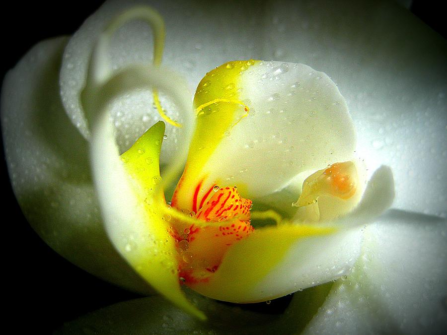 Orchid Photograph - My True Self by Shirley Sirois