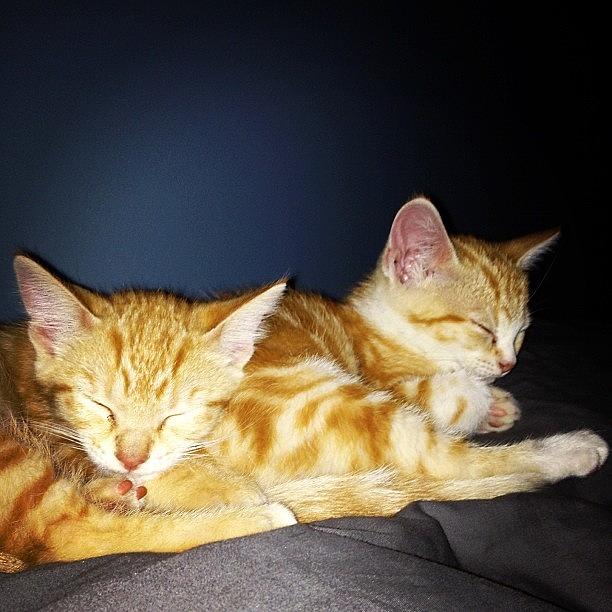 My Two Headed Kitten. 🐱🐱mmeeooww Photograph by Dannielle Chatfield