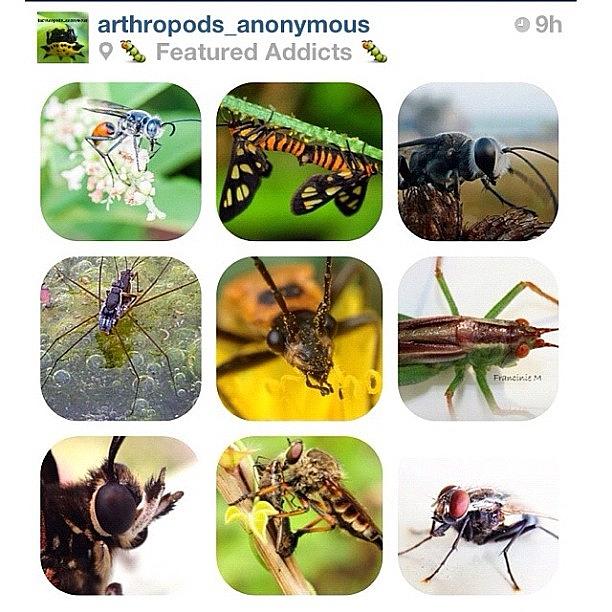 My Wasp (top-left) Was Featured By Photograph by Cris Manuzon