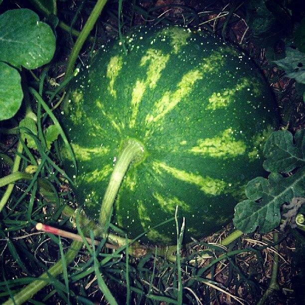 My Watermelon Photograph by Debra Preston