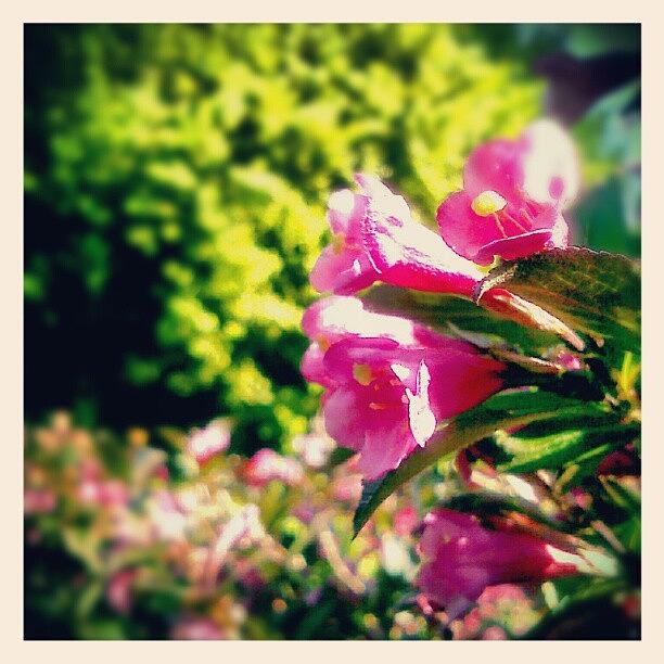 Flower Photograph - My #weigela #bush #flowers #flowering by Linandara Linandara