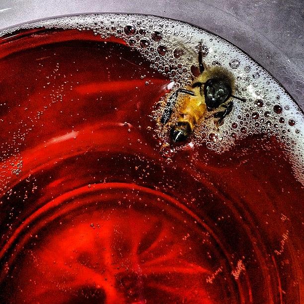 Beer Photograph - My Wife Just Had A Bee Crash Her by Wolf Stumpf