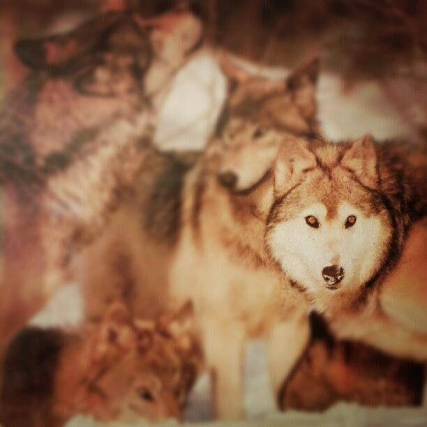 Wolves Photograph - My Wolves by Rosa Obdulia