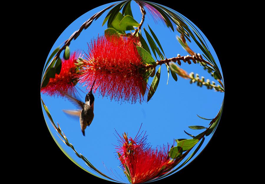 Bird Photograph - My World - Hummingbirds by Lynn Bauer