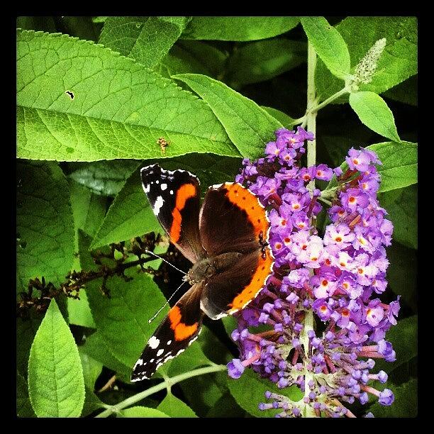 My Yard Is Like A Bee And Butterfly Photograph by Deirdre Ryan
