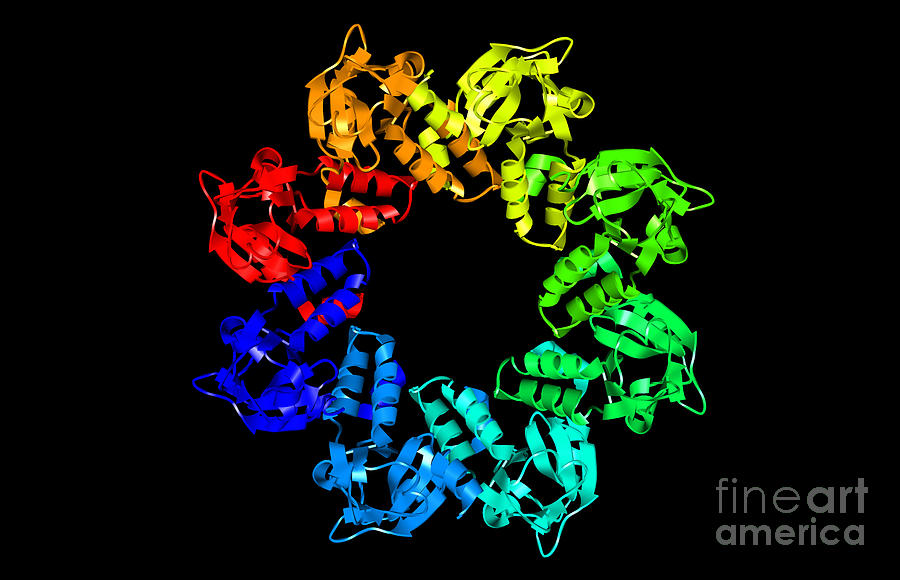 Mycoplasma Pneumoniae Protein  by Science Source