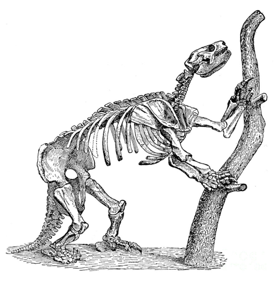 Mylodon, Cenozoic Mammal Photograph by Science Source