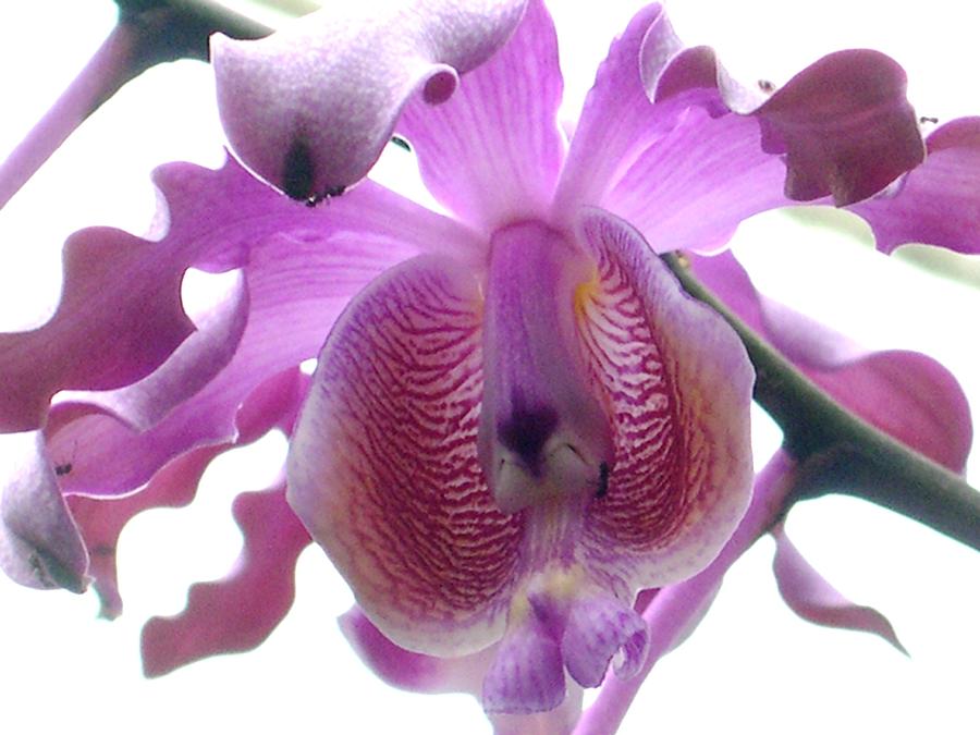 Mymecoplaila Orchid Photograph by Alfred Ng