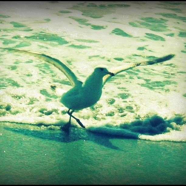 Feather Photograph - Myrtle Beach #beach #ocean #seagull by Jessie Schafer