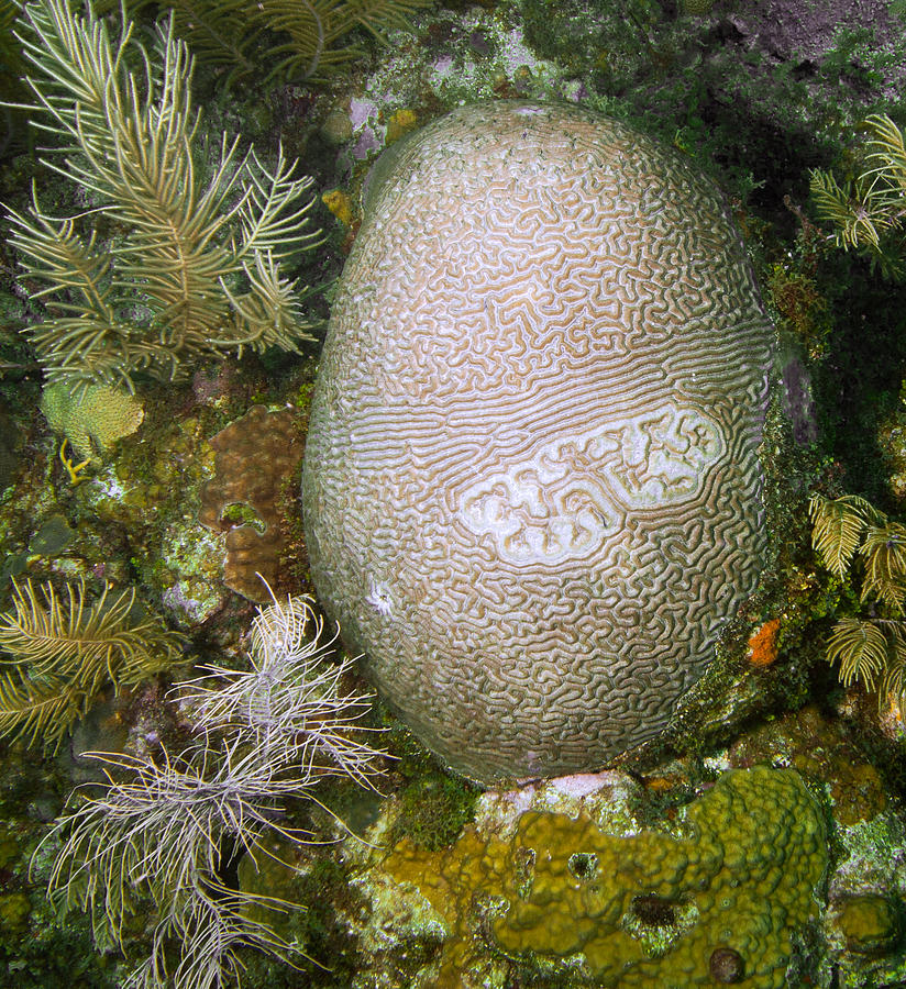 Belize Photograph - Mysterious Coral by Jean Noren