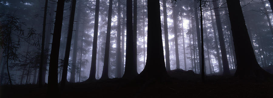 Mysterious forest Photograph by Ulrich Kunst And Bettina Scheidulin